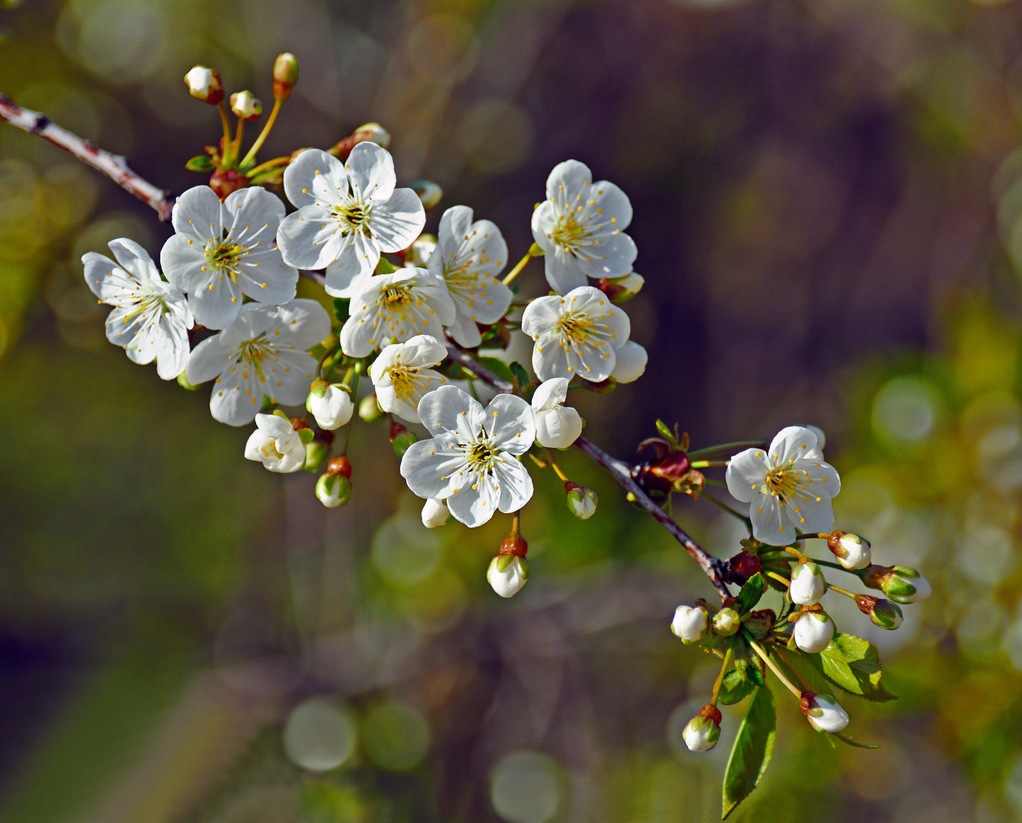 Montmorency Tart Cherry