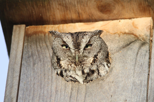 Owl / Kestrel Nest Box