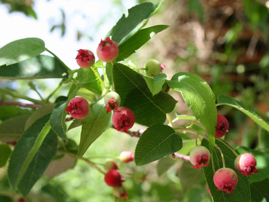 Downy Serviceberry