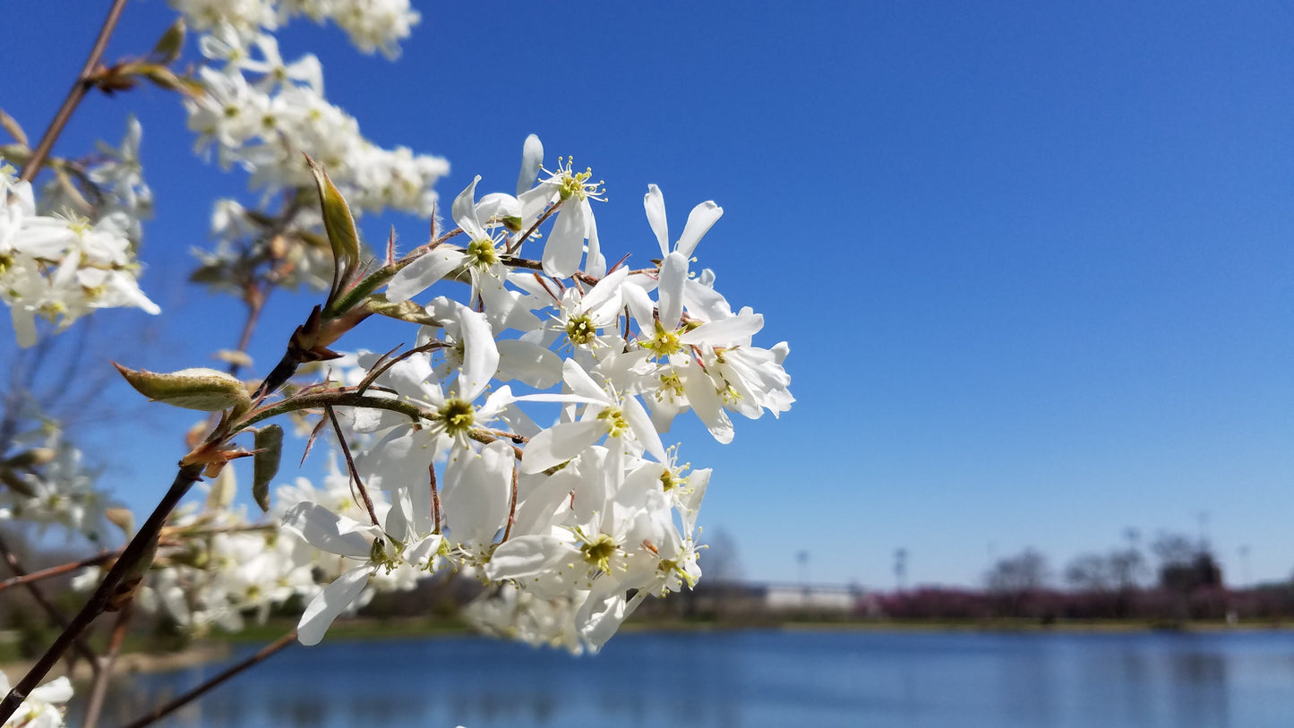 Downy Serviceberry