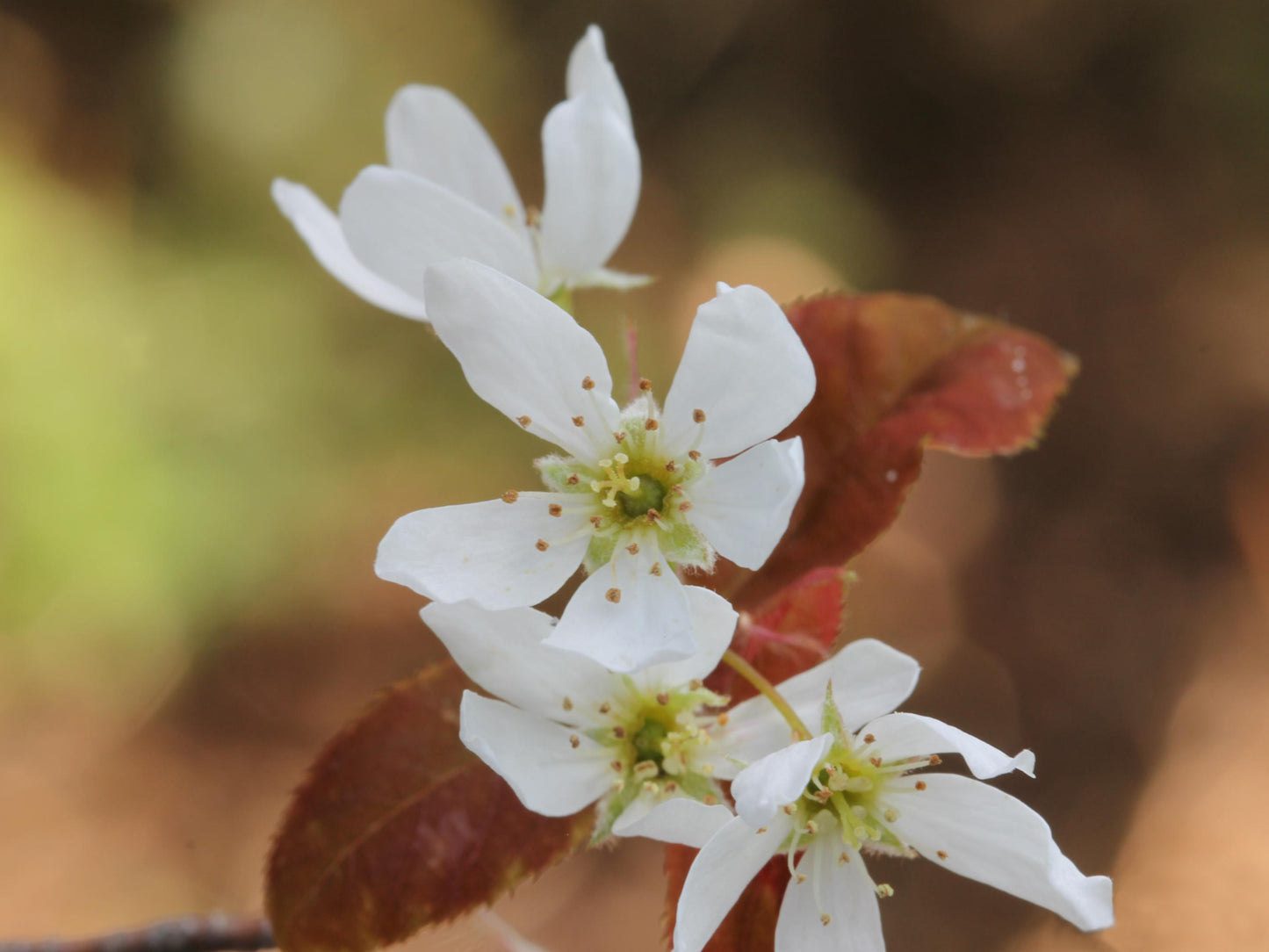 Downy Serviceberry