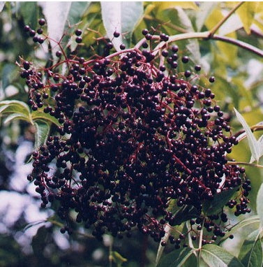 American Elderberry