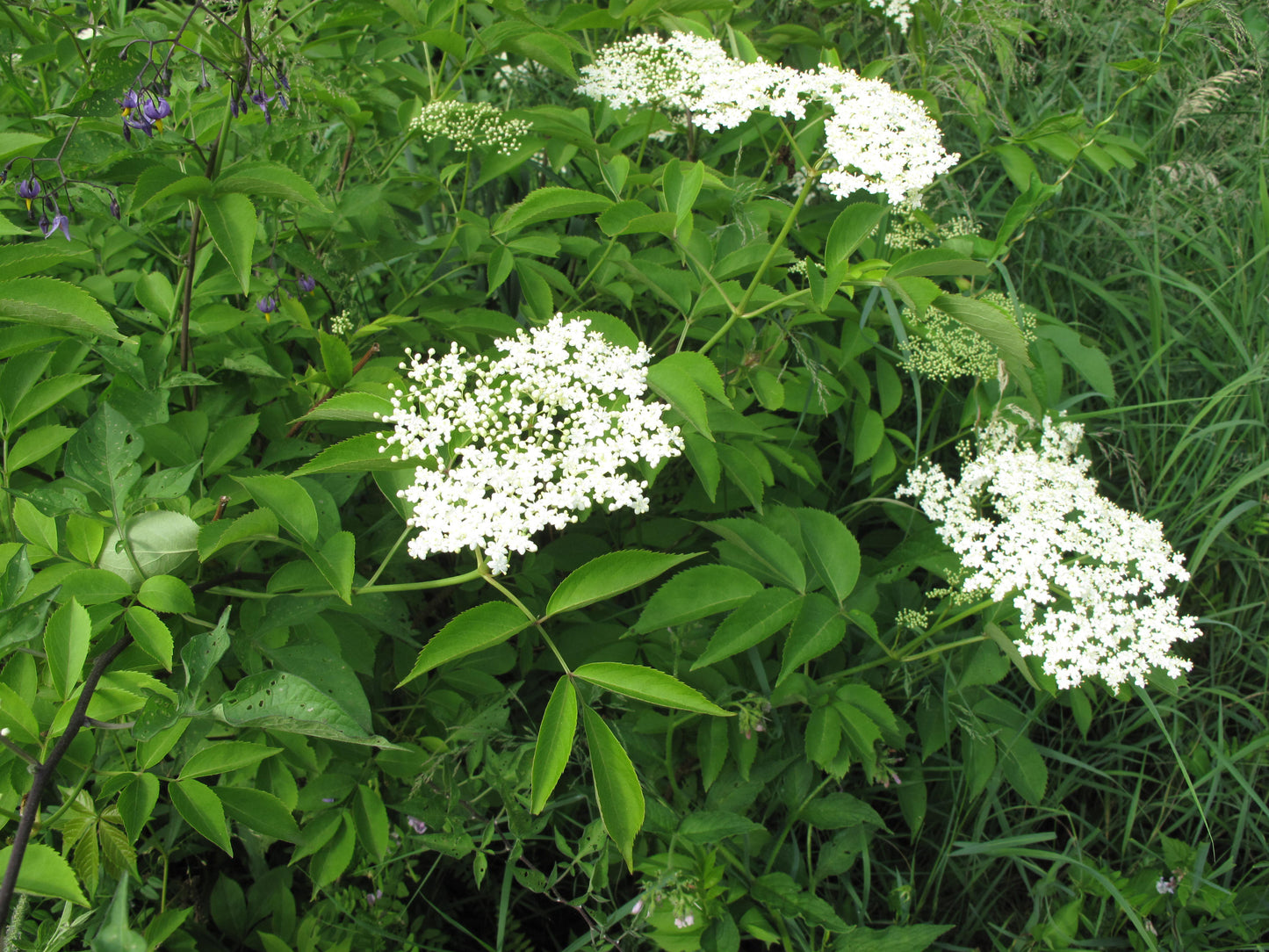 American Elderberry