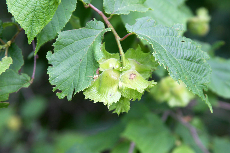 American Hazelnut