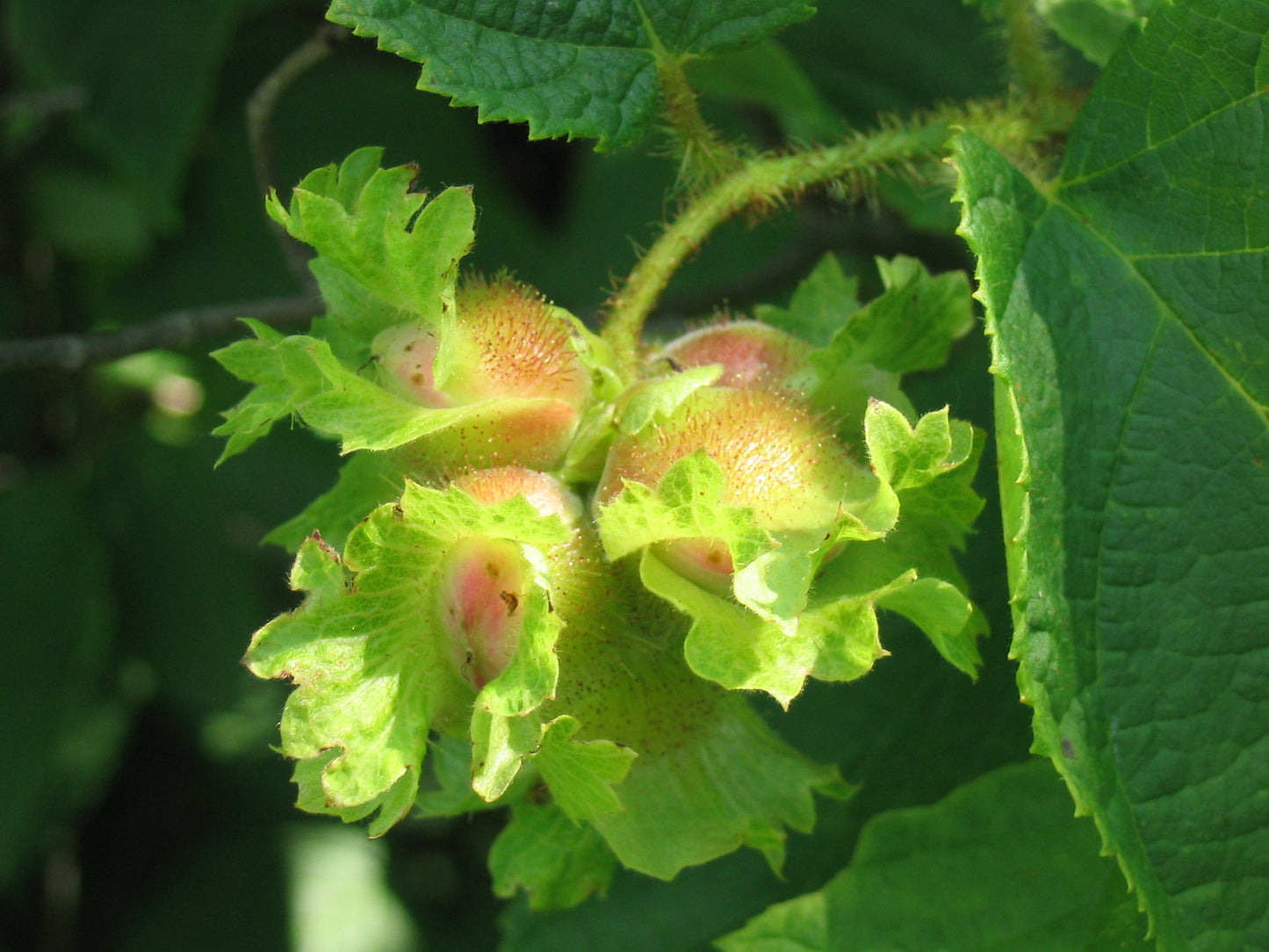 American Hazelnut