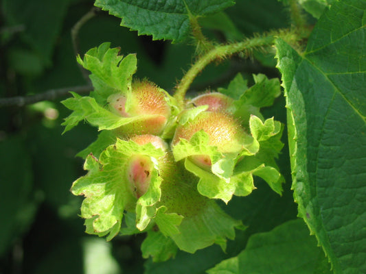 American Hazelnut