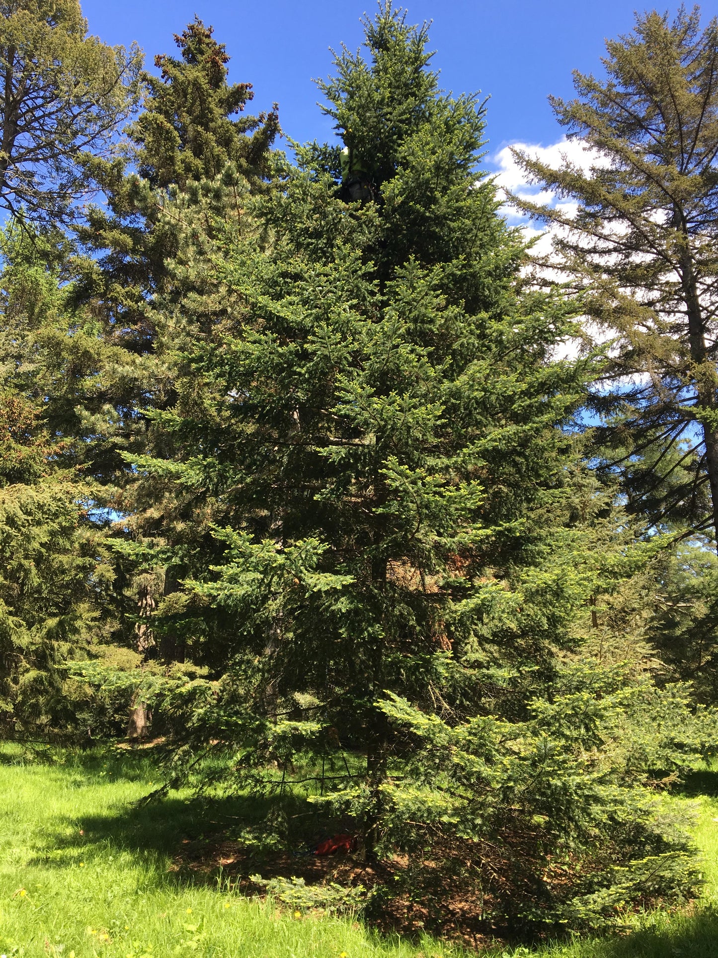 Balsam Fir