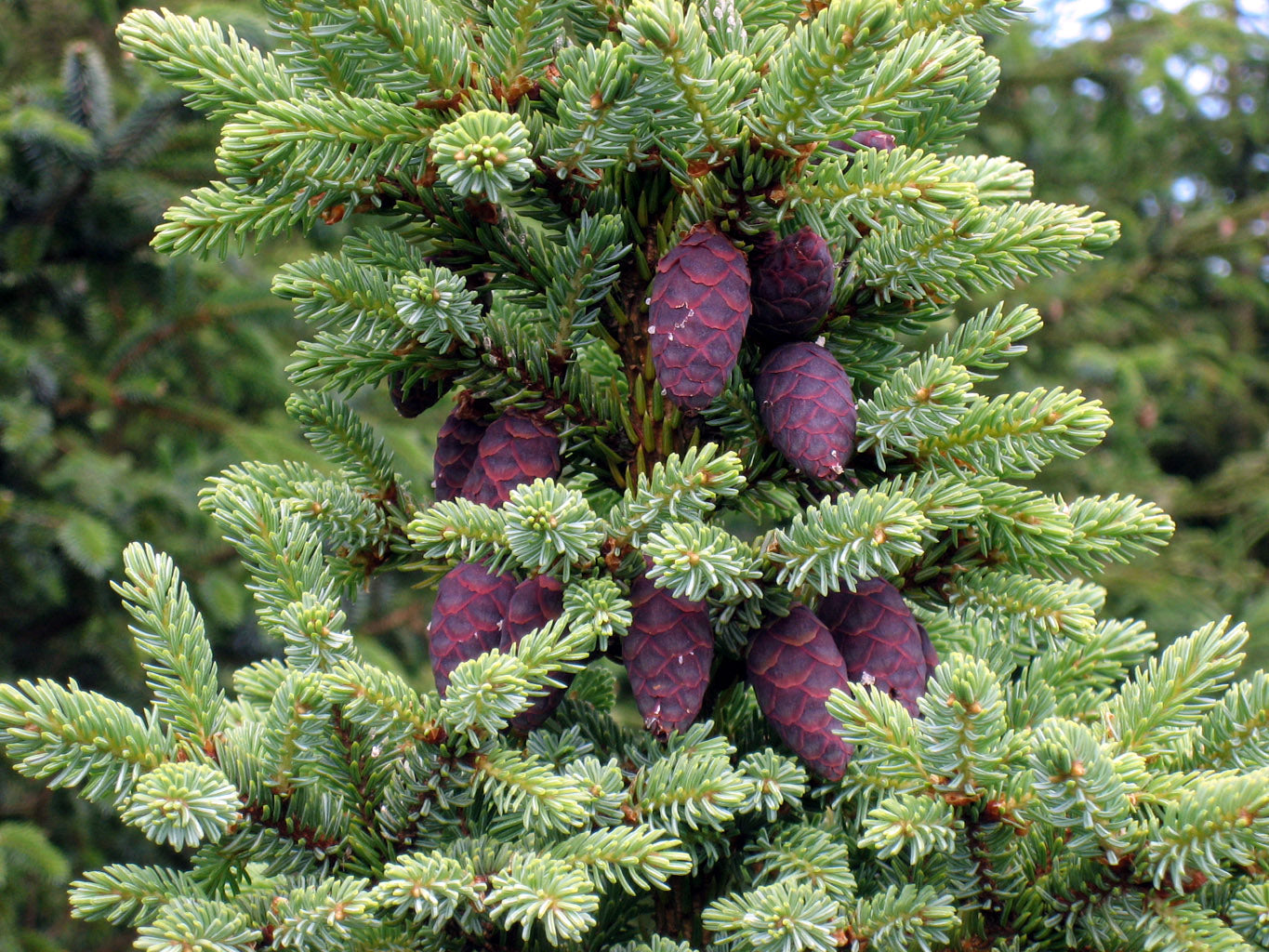 Black Spruce