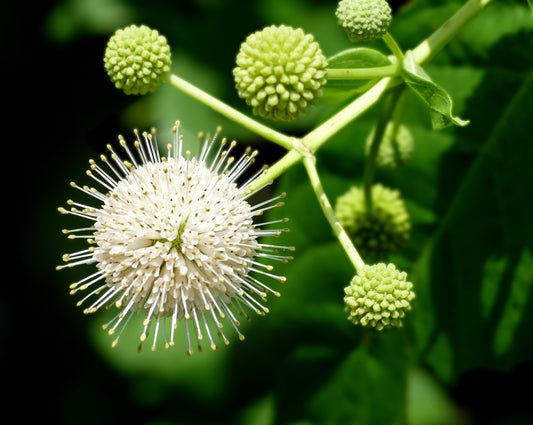 Buttonbush