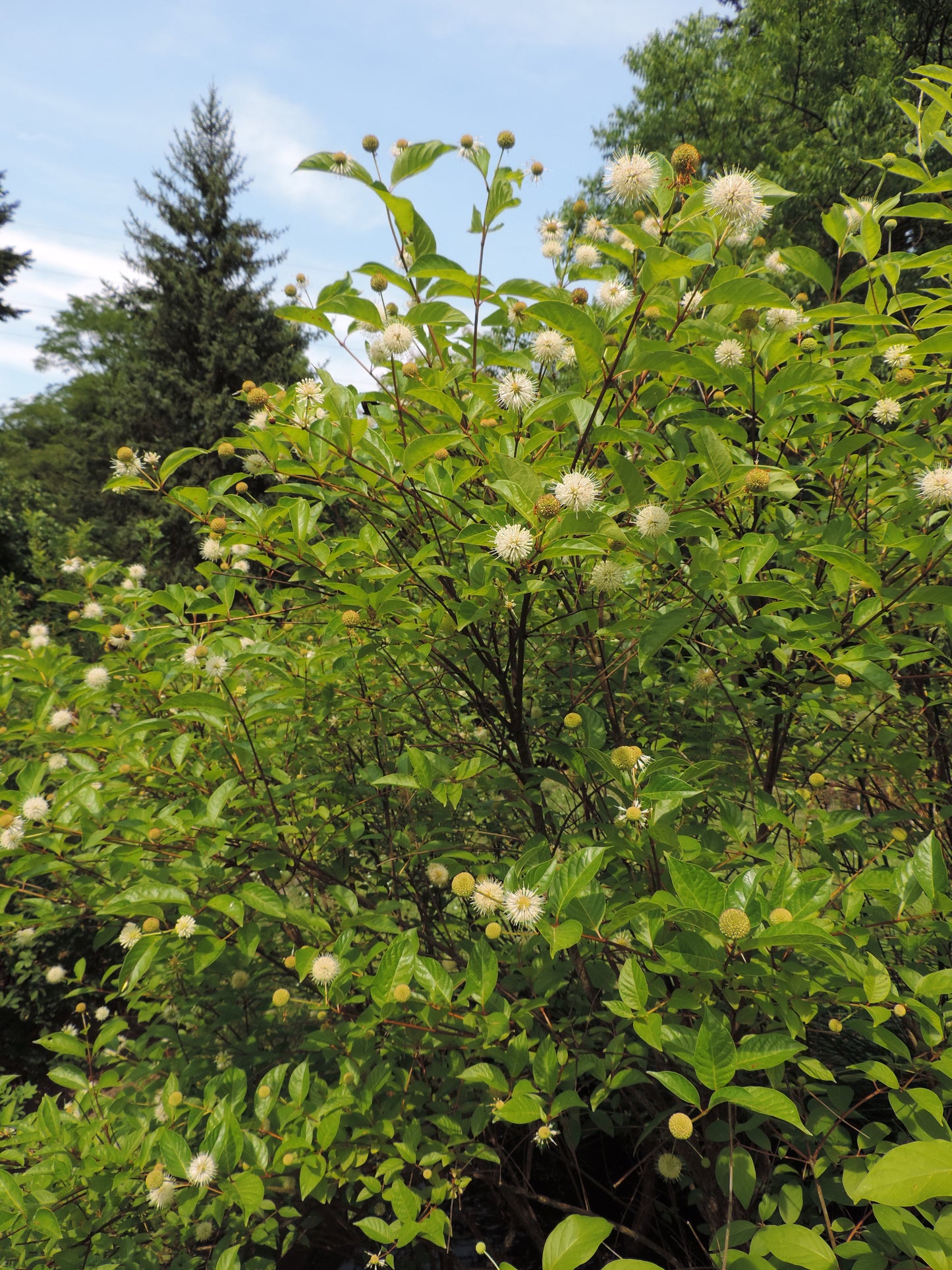 Buttonbush