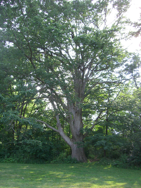 Chinkapin Oak