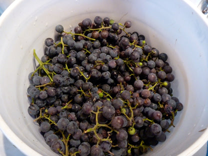 Concord Grape