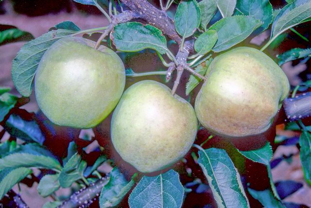 Mutsu (Crispin) Apple