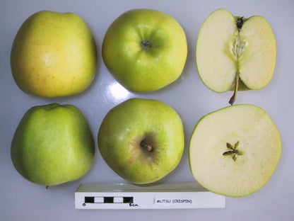 Mutsu (Crispin) Apple