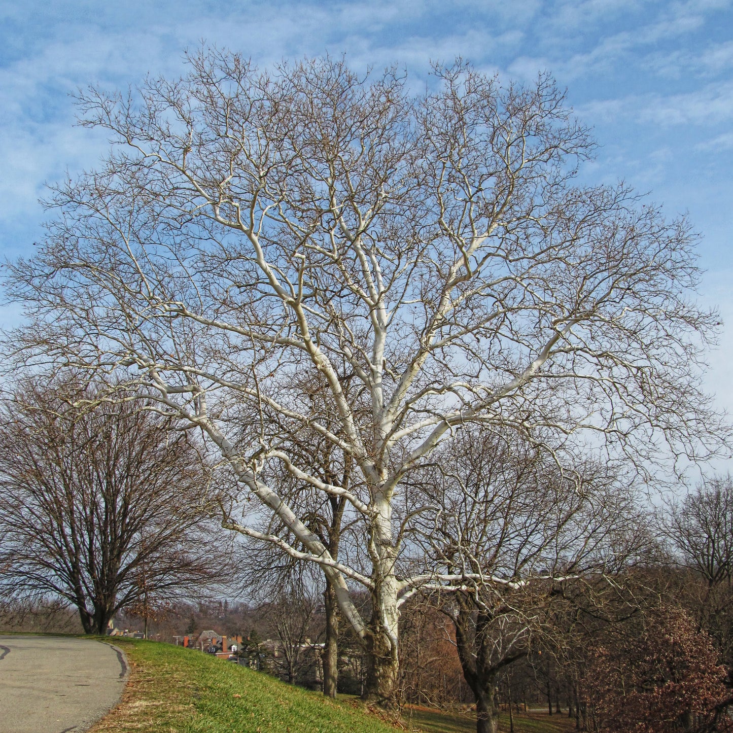 American Sycamore