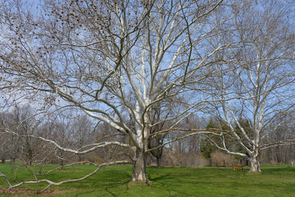 American Sycamore