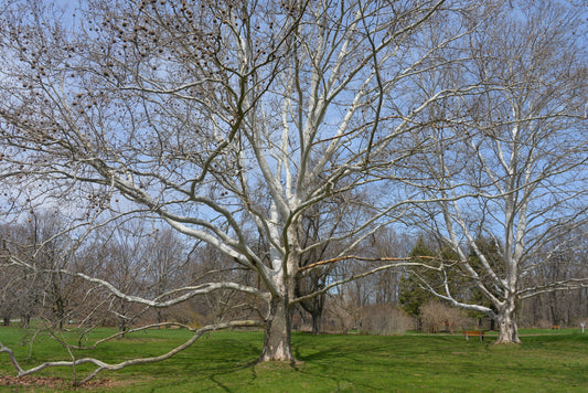 American Sycamore
