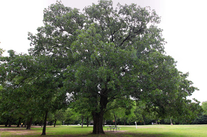 Bur Oak