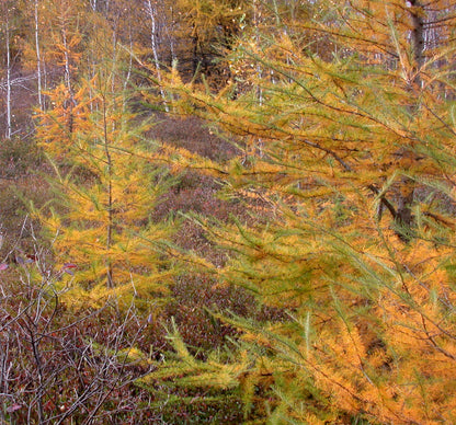 Eastern Larch