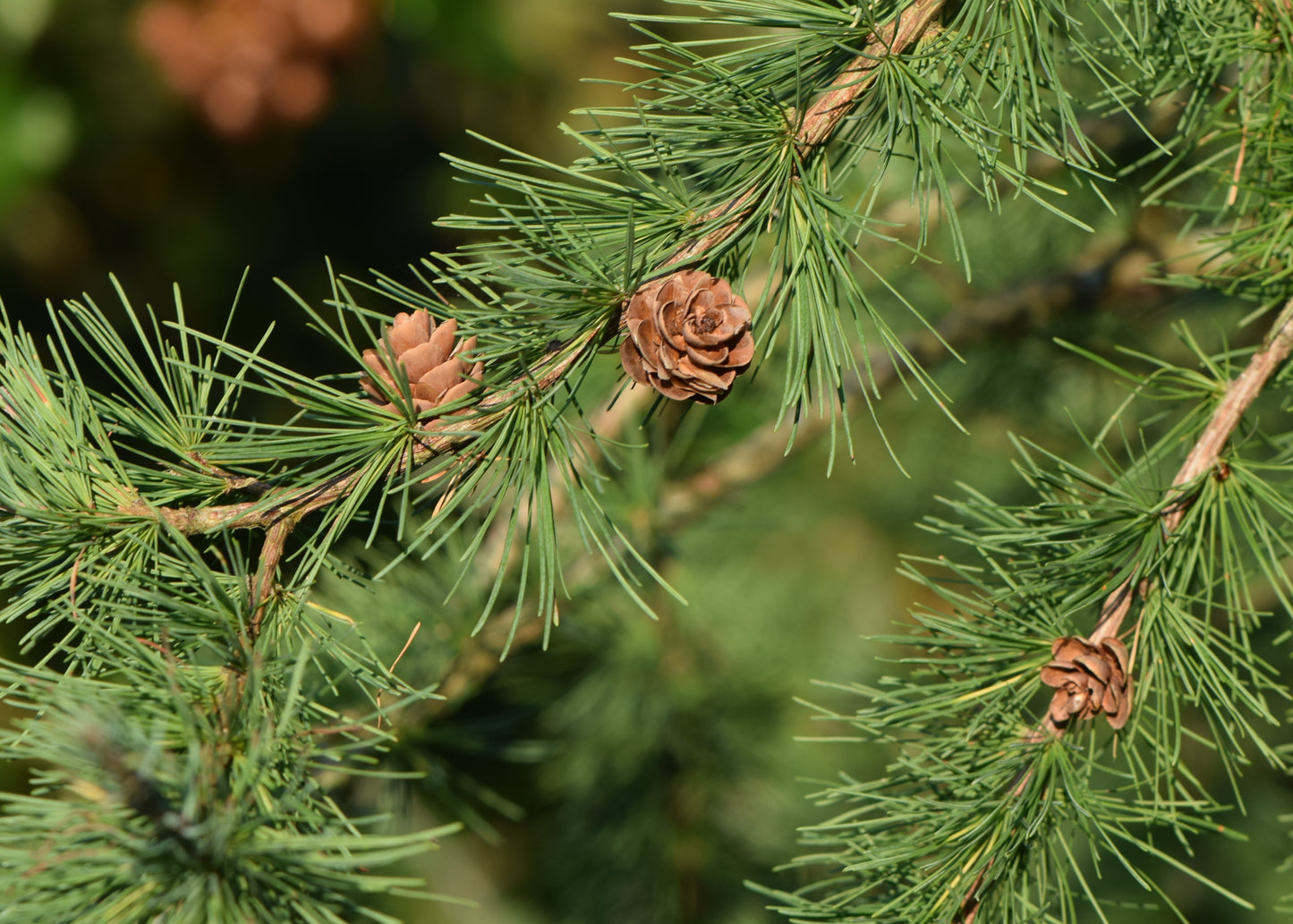 Eastern Larch
