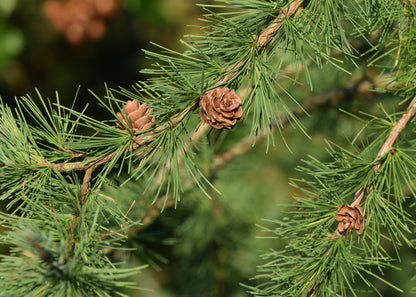 Eastern Larch