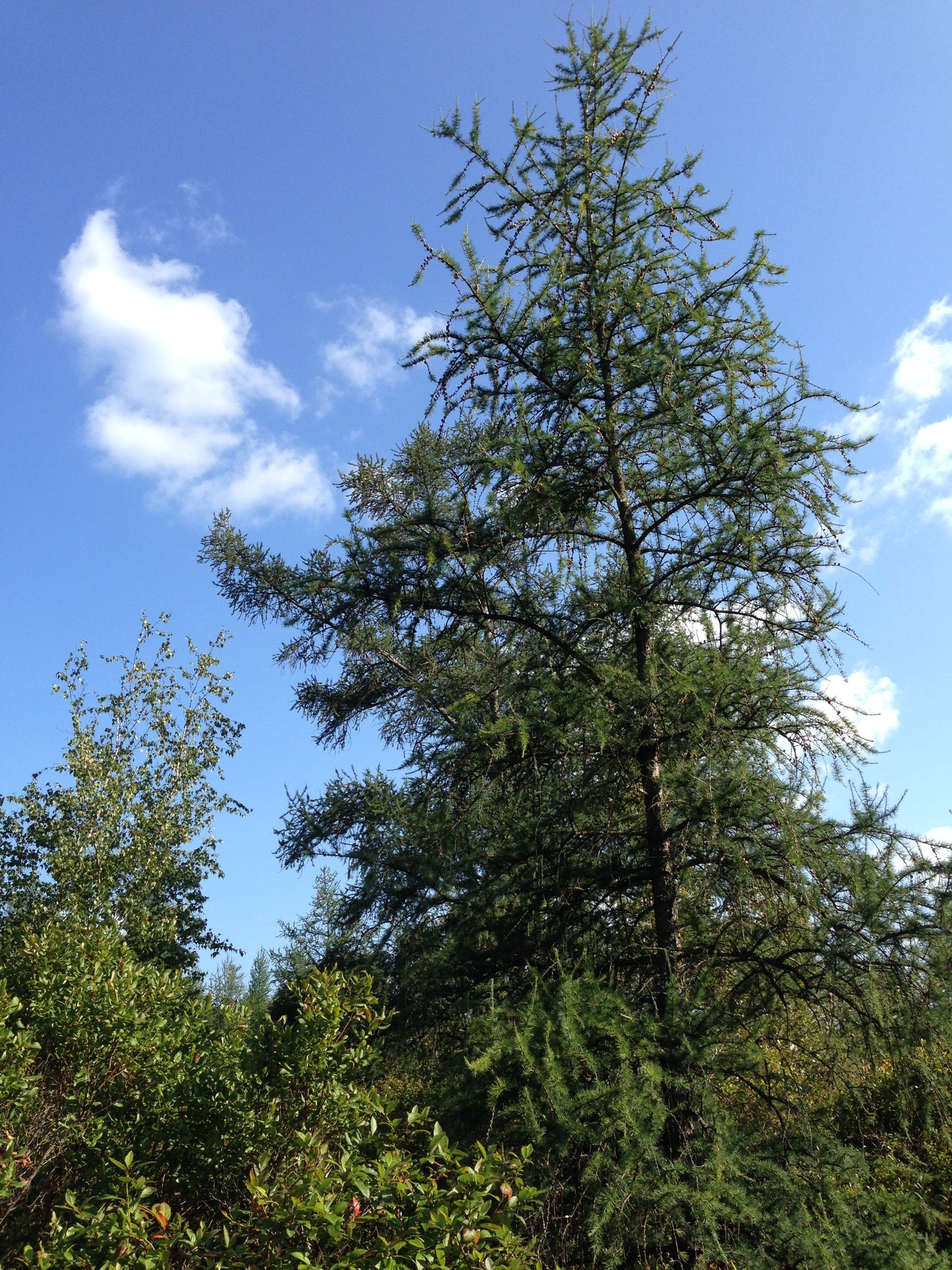 Eastern Larch