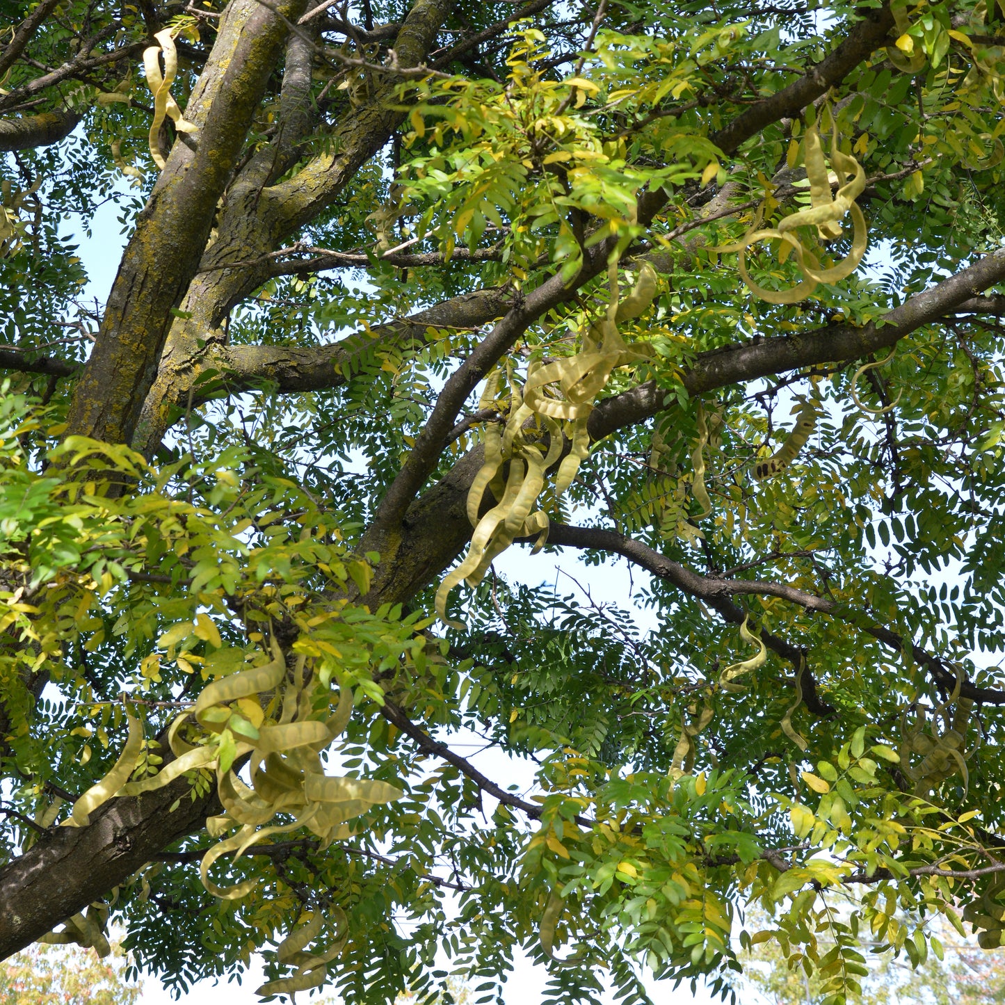 Honey Locust
