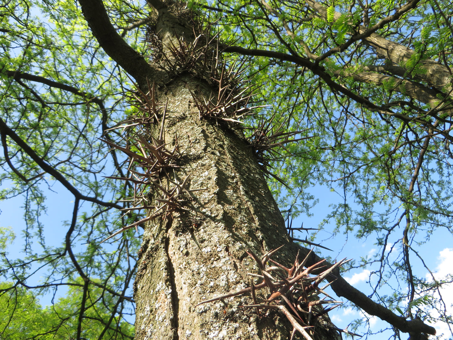 Honey Locust