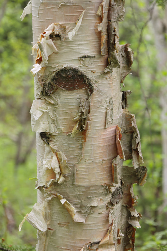 Paper Birch