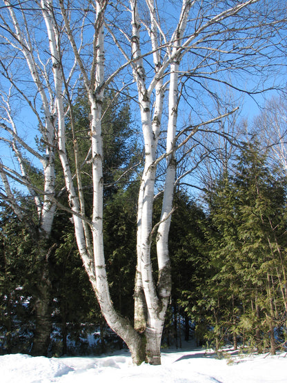 Paper Birch