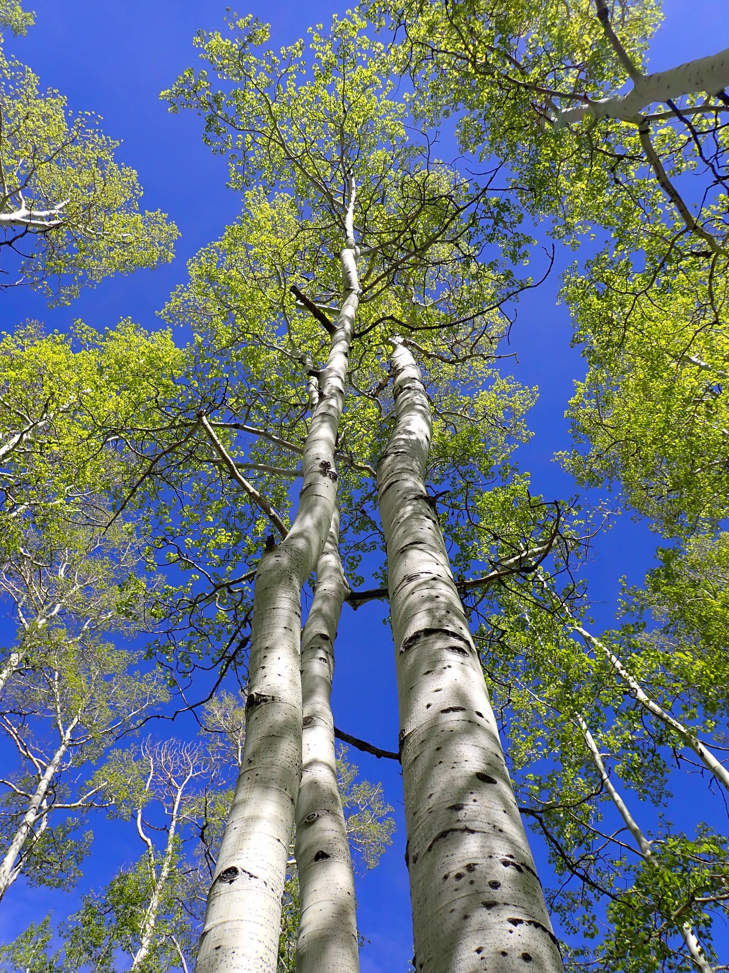 Quaking Aspen