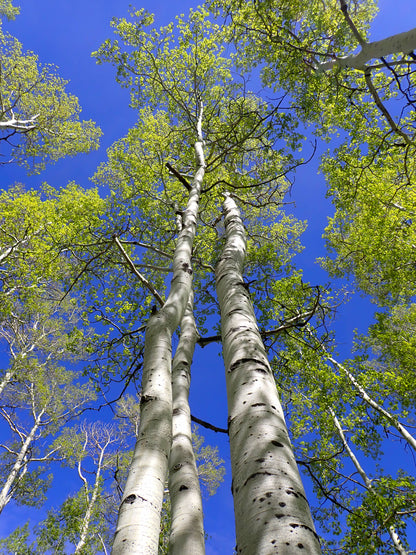 Quaking Aspen