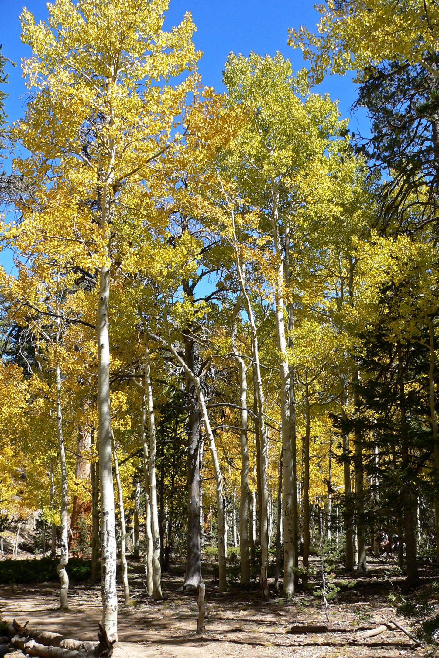 Quaking Aspen