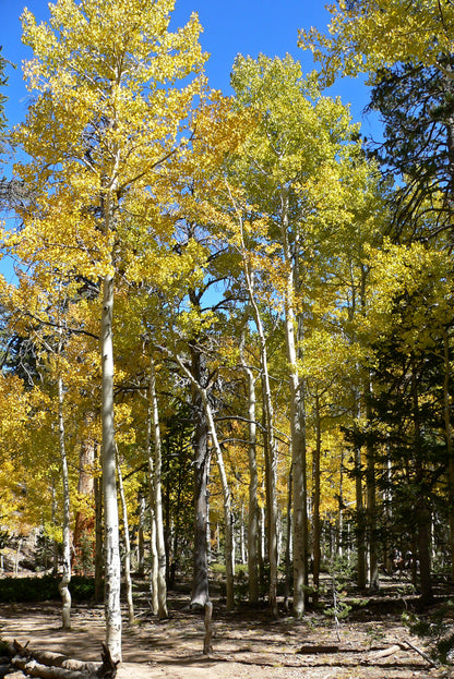 Quaking Aspen