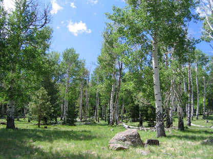 Quaking Aspen
