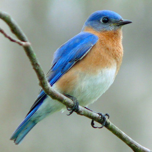 Bluebird Nest Box