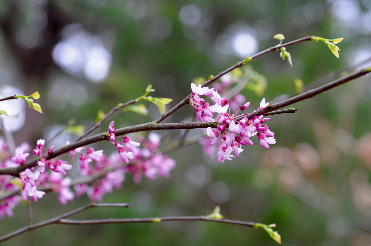 Eastern Redbud