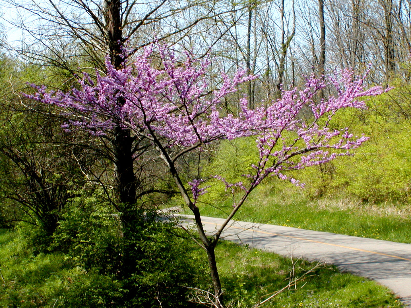 Eastern Redbud