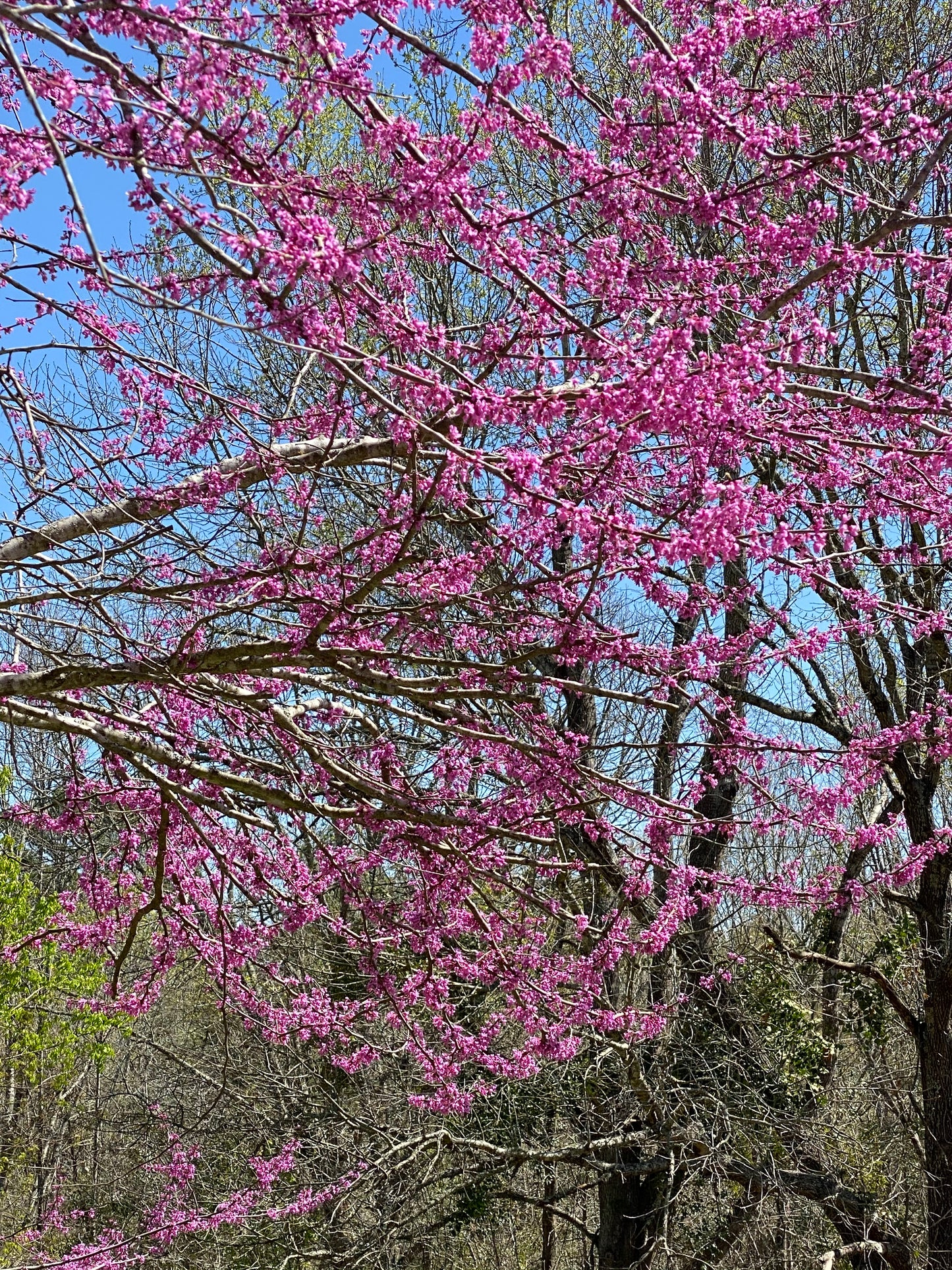 Eastern Redbud