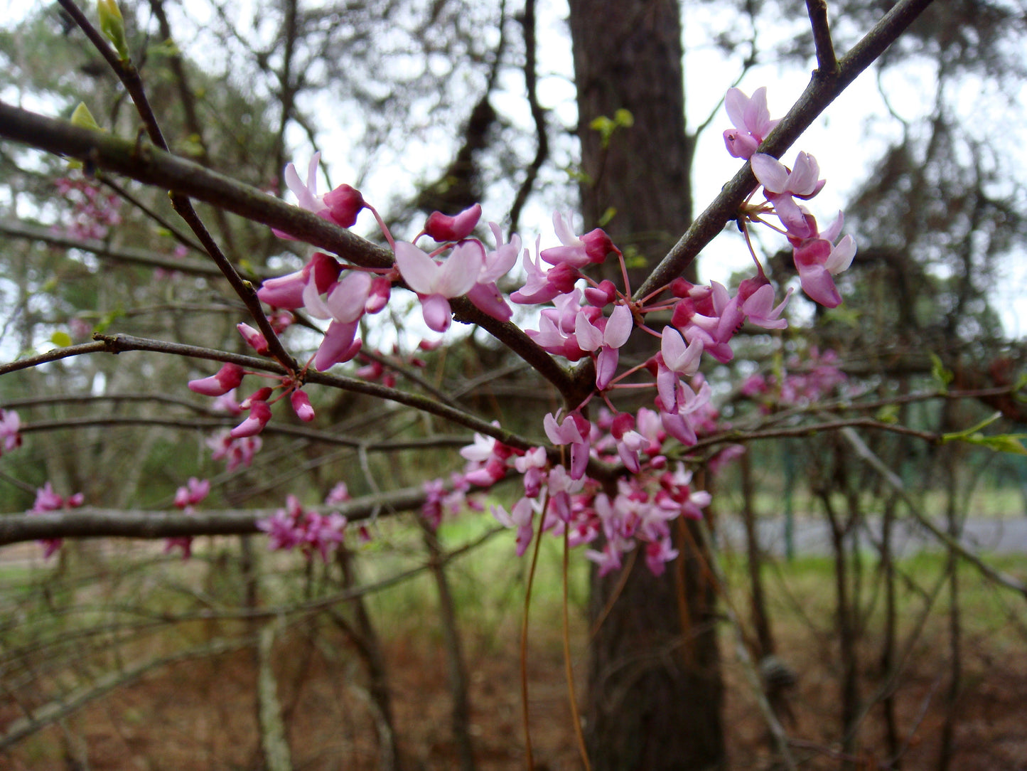 Eastern Redbud