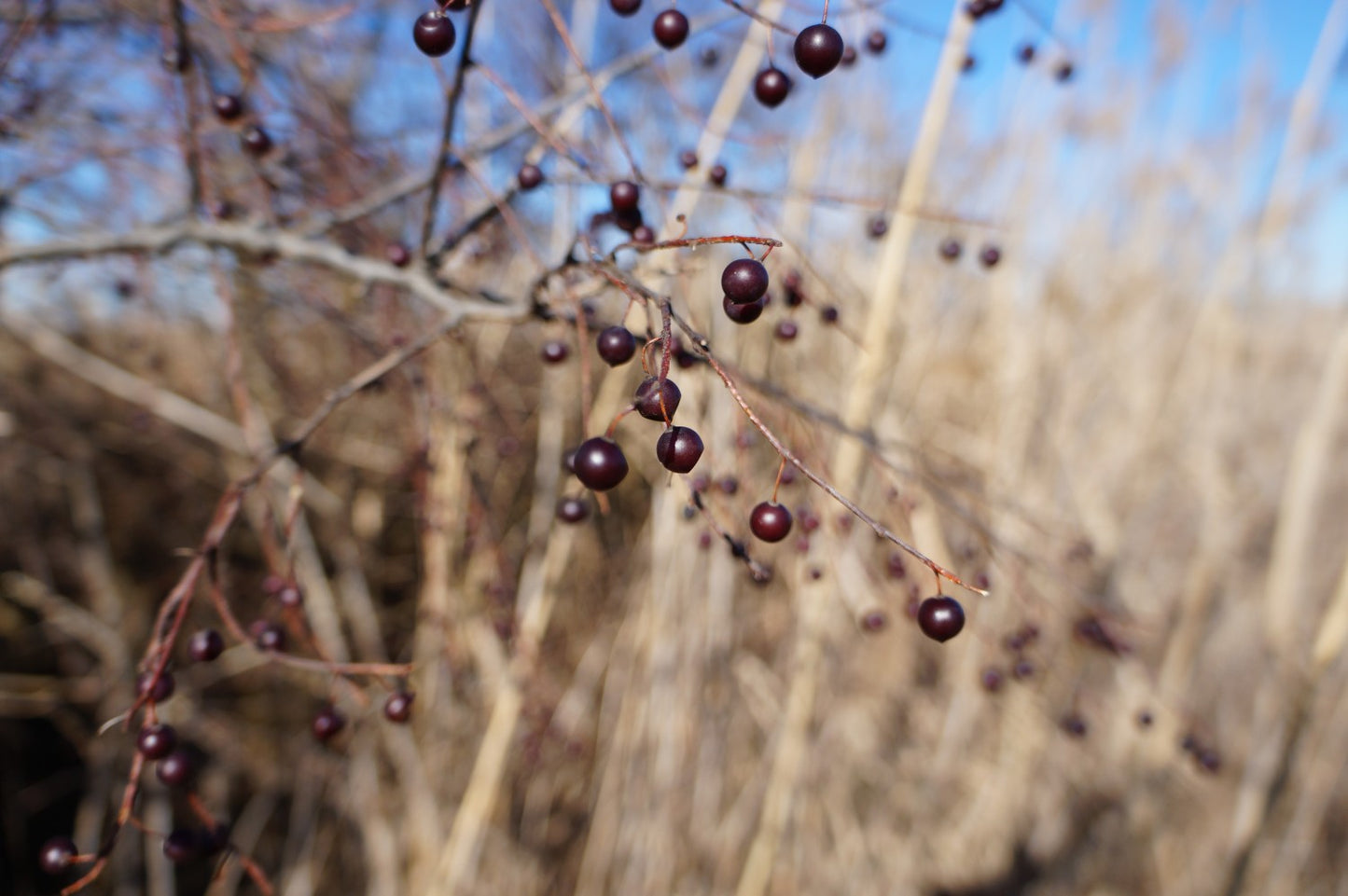 Hackberry