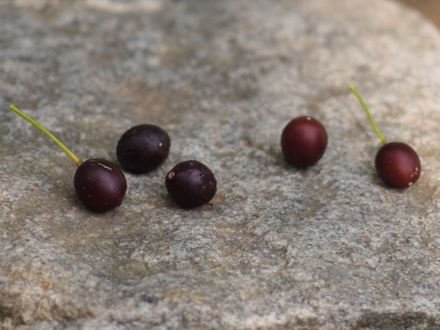 Hackberry