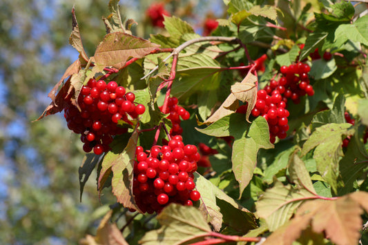 Highbush Cranberry