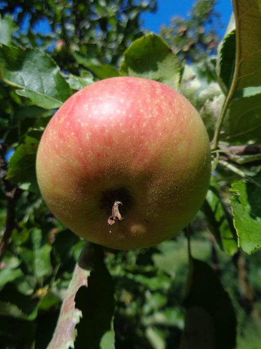 Jonagold Apple