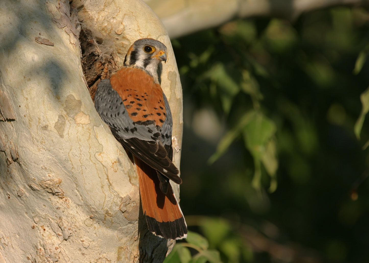 Owl / Kestrel Nest Box