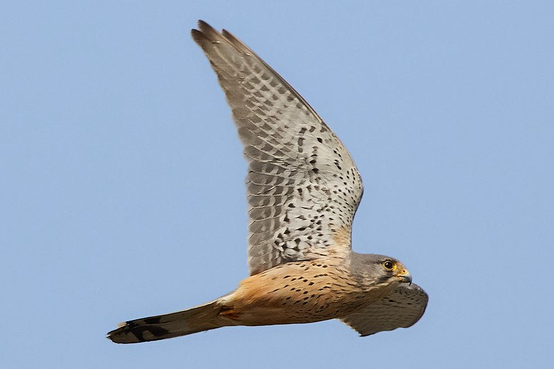 Owl / Kestrel Nest Box