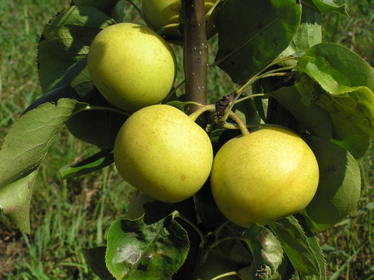 New Century Asian Pear