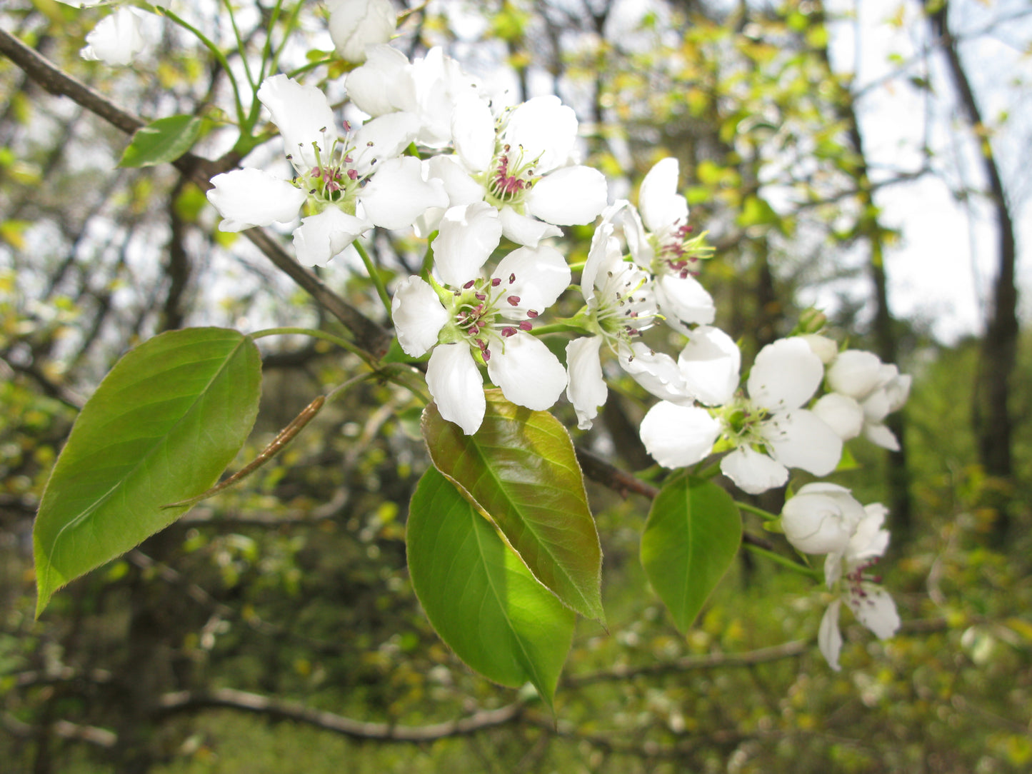 New Century Asian Pear