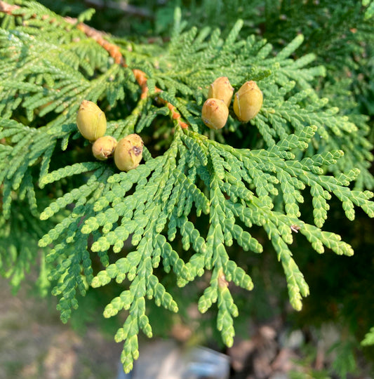 American Arborvitae