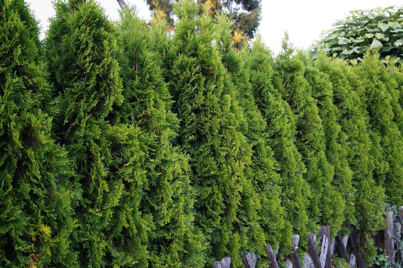 American Arborvitae